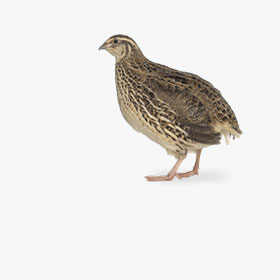 Комбикорм для перепелов