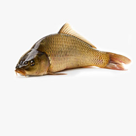 Комбикорм для рыб