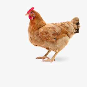 Комбикорм для кур несушек