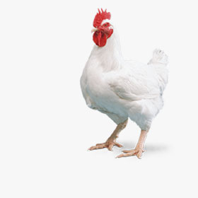 Комбикорм для бройлеров